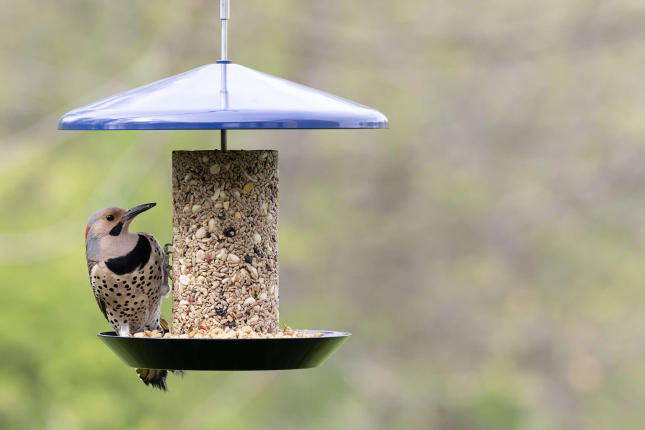 Seed Cylinder on Flyin' Bistro Seed Cylinder Feeder